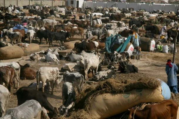 Islamic Reasoning | Animal rights and Eid ul Adha | Iftikhar Islam